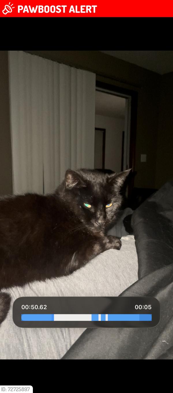 Lost Female Cat last seen Treasure circle, Lower Grand Lagoon, FL 32408