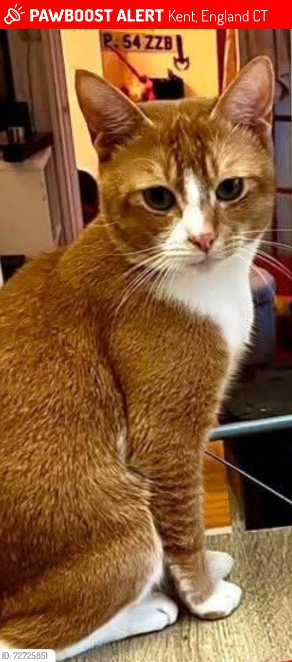 Lost Male Cat last seen Near Morrison road , Kent, England CT20