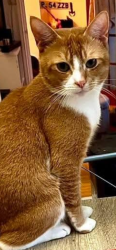 Lost Male Cat last seen Near Morrison road , Kent, England CT20