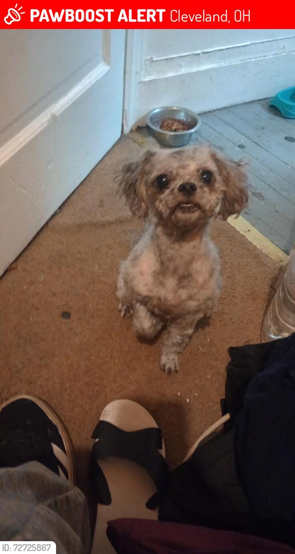 Lost Female Dog last seen Kindsman , Cleveland, OH 44120