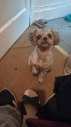 Lost Female Dog last seen Kindsman , Cleveland, OH 44120