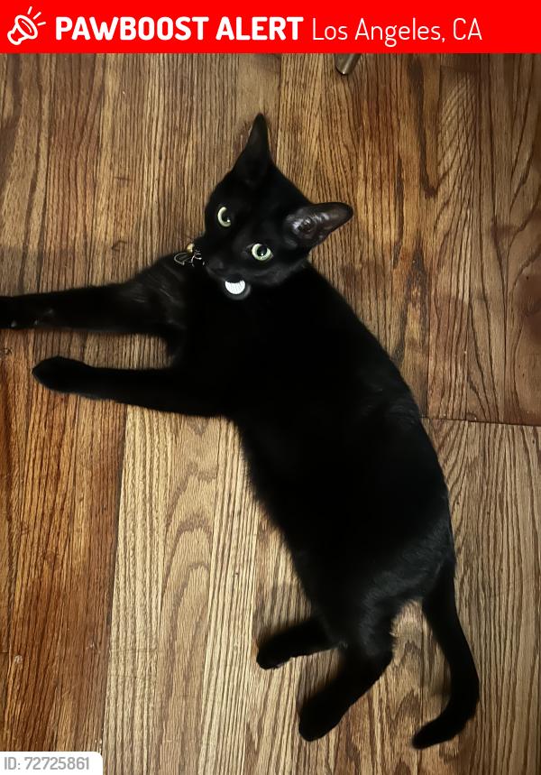 Lost Male Cat last seen San Vincente & La Brea, Los Angeles, CA 90019