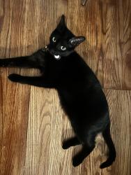 Lost Male Cat last seen San Vincente & La Brea, Los Angeles, CA 90019