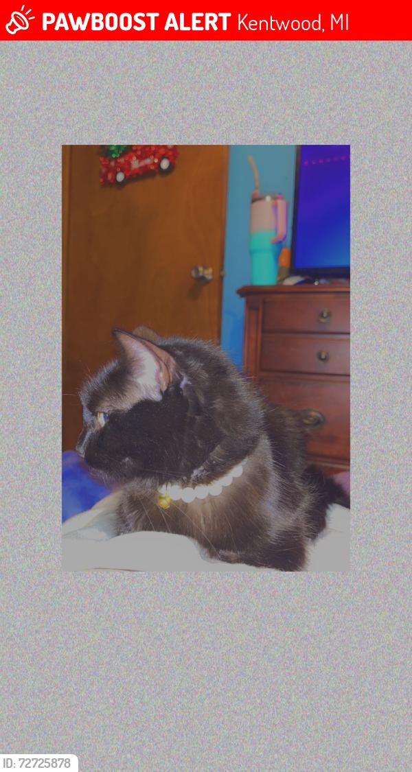 Lost Female Cat last seen 48th and divison, Kentwood, MI 49548