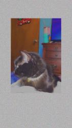 Lost Female Cat last seen 48th and divison, Kentwood, MI 49548