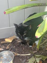 Lost Unknown Cat last seen Florida Mango at Nemec Dr s, Lake Clarke Shores, FL 33406