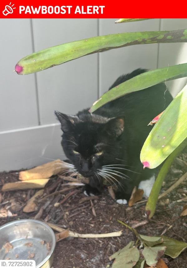 Lost Unknown Cat last seen Florida Mango at Nemec Dr s, Lake Clarke Shores, FL 33406