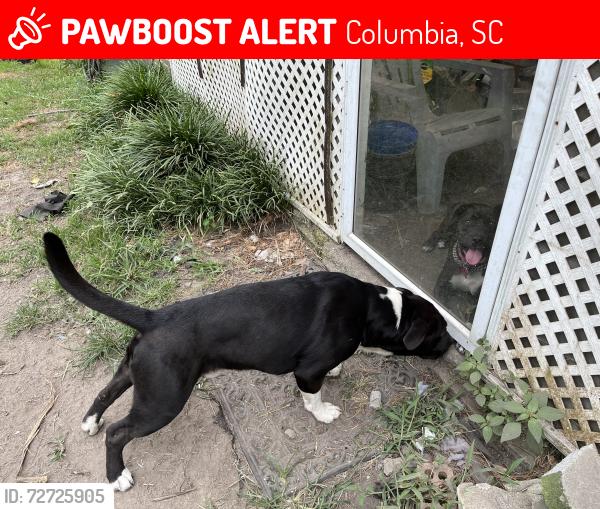 Lost Female Dog last seen Wood trail and Mary Hill Drive, Columbia, SC 29210