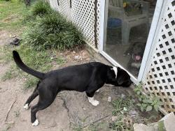 Lost Female Dog last seen Wood trail and Mary Hill Drive, Columbia, SC 29210
