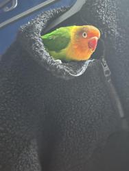 Lost Female Bird last seen NW4 2QH, Greater London, England NW4 2QH
