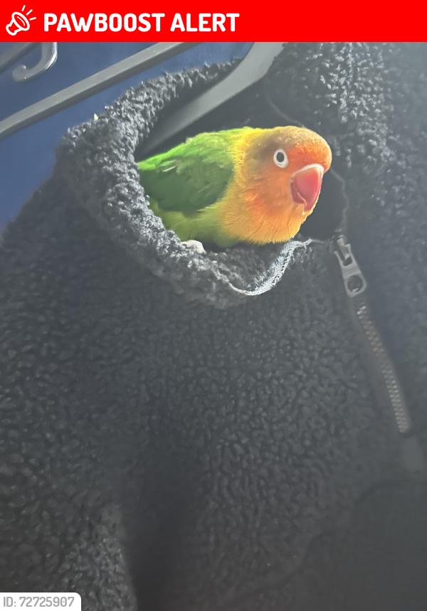 Lost Female Bird last seen NW4 2QH, Greater London, England NW4 2QH