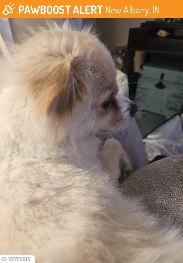 Found/Stray Unknown Dog last seen Ekin Avenue New Albany In. 47150, New Albany, IN 47150