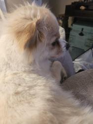 Found/Stray Unknown Dog last seen Ekin Avenue New Albany In. 47150, New Albany, IN 47150