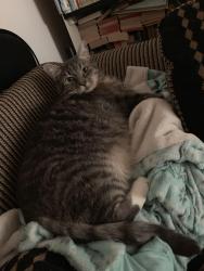 Lost Male Cat last seen Ordway Dr, Yelm, WA 98597