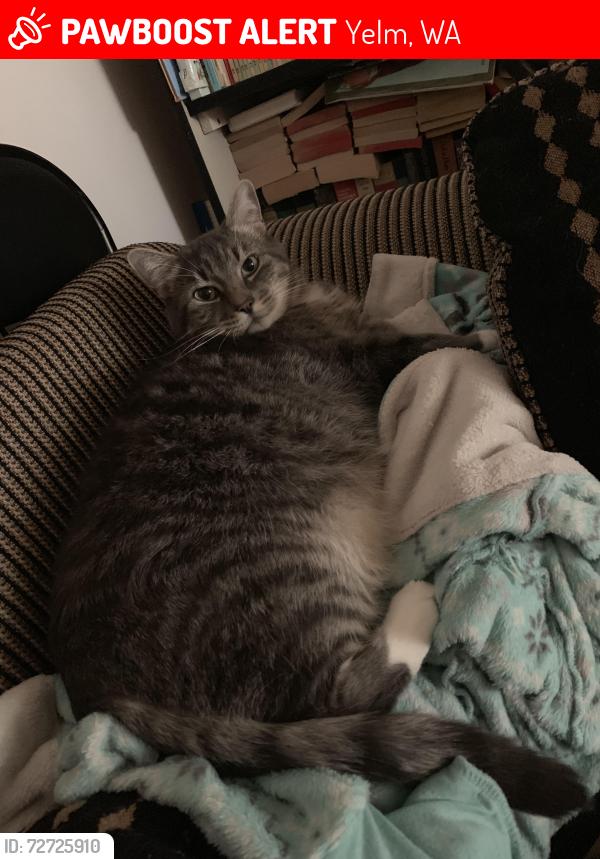 Lost Male Cat last seen Ordway Dr, Yelm, WA 98597