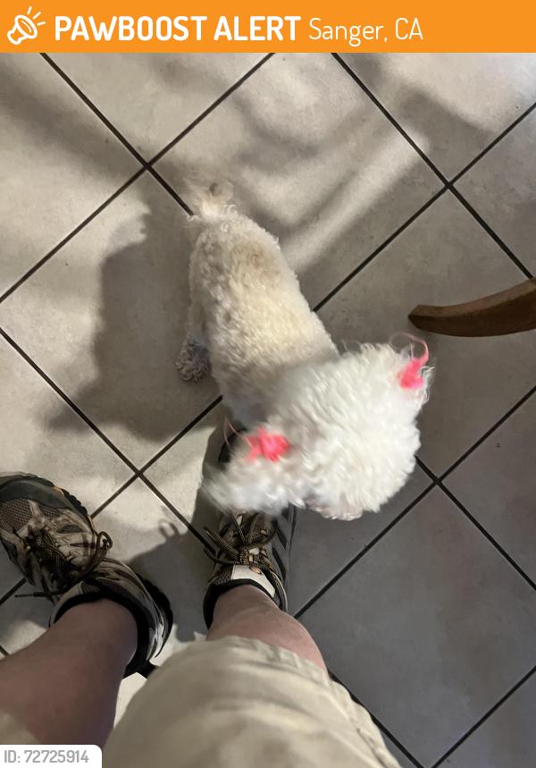 Found/Stray Female Dog last seen Greenwood, Sanger, CA 93657