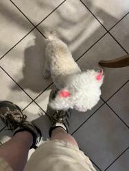Found/Stray Female Dog last seen Greenwood, Sanger, CA 93657