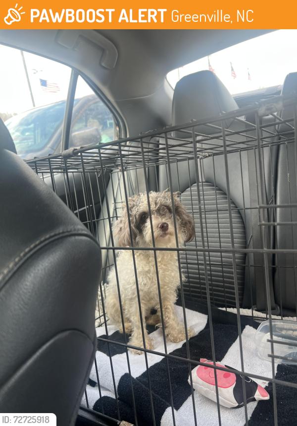Found/Stray Male Dog last seen Old Creek Rd, Greenville, NC 27858