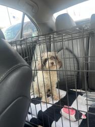 Found/Stray Male Dog last seen Old Creek Rd, Greenville, NC 27858