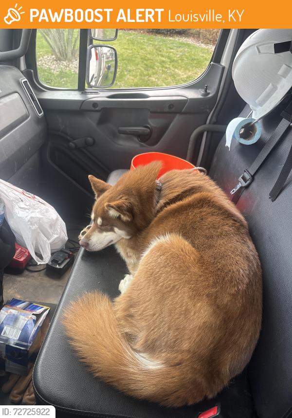 Found/Stray Female Dog last seen Fisherman’s park , Louisville, KY 40299