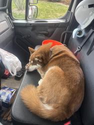 Found/Stray Female Dog last seen Fisherman’s park , Louisville, KY 40299