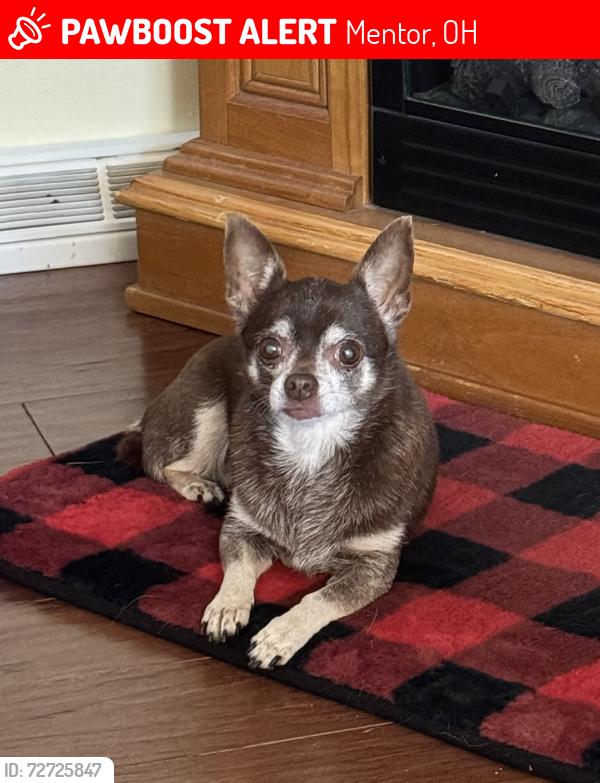 Lost Female Dog last seen Jackson Street, between Heisley and Hopkins, Mentor, OH 44060