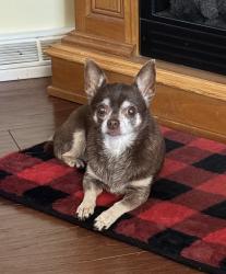 Lost Female Dog last seen Jackson Street, between Heisley and Hopkins, Mentor, OH 44060