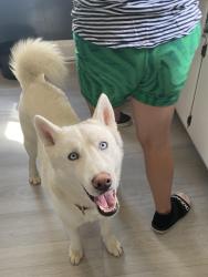 Lost Male Dog last seen Near S 90th St, West Allis, WI 53214