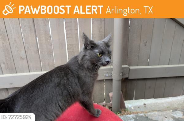Found/Stray Female Cat last seen Davis and Bert , Arlington, TX 76012