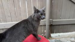 Found/Stray Female Cat last seen Davis and Bert , Arlington, TX 76012