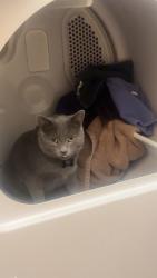 Lost Male Cat last seen Ann and bradley, Las Vegas, NV 89130
