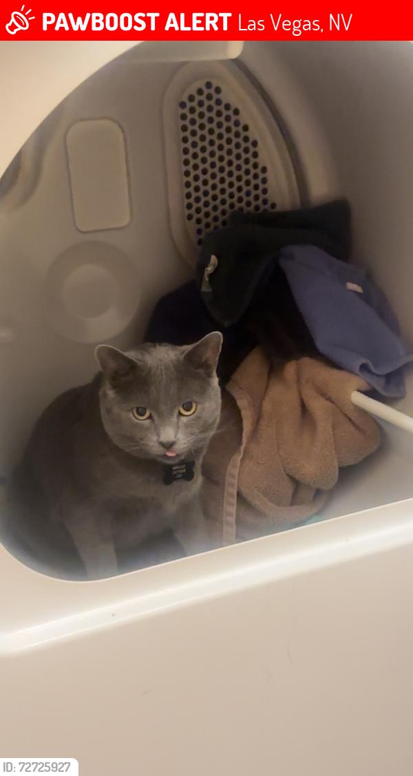 Lost Male Cat last seen Ann and bradley, Las Vegas, NV 89130