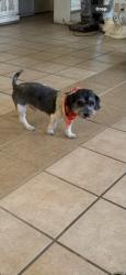 Lost Male Dog last seen Burr, Indio, CA 92201