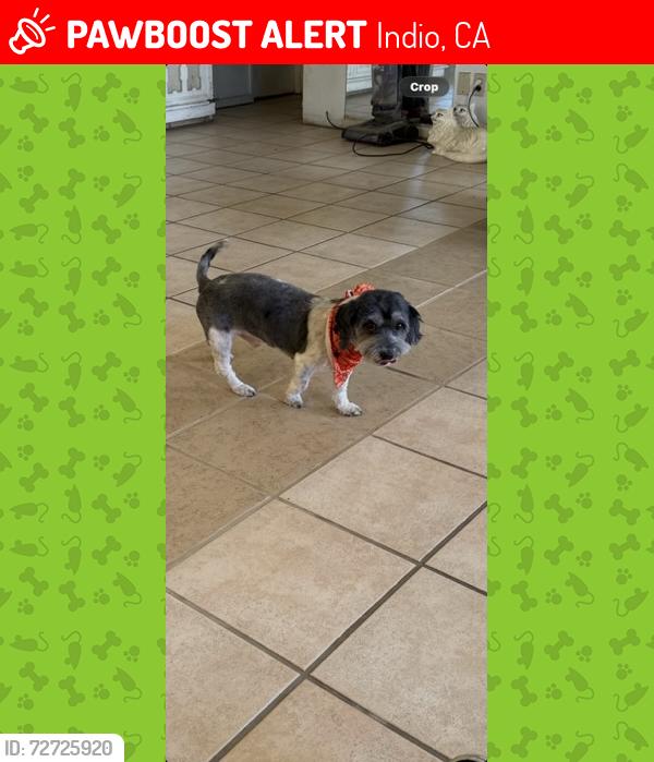Lost Male Dog last seen Burr, Indio, CA 92201