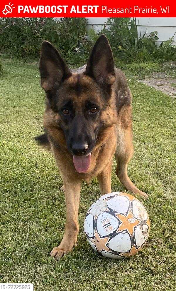 Lost Female Dog last seen 39th Ave and Russle, Pleasant Prairie, WI 53158