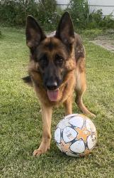 Lost Female Dog last seen 39th Ave and Russle, Pleasant Prairie, WI 53158