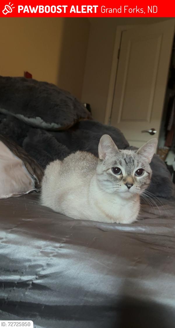 Lost Female Cat last seen N Washington St , Grand Forks, ND 58203