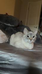 Lost Female Cat last seen N Washington St , Grand Forks, ND 58203
