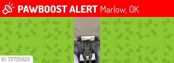 Lost Male Dog last seen Near N Highway 81, Marlow, OK 73055