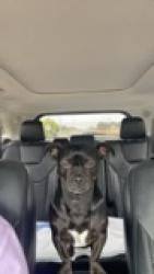 Lost Male Dog last seen Near N Highway 81, Marlow, OK 73055