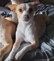 Reunited Female Dog last seen Combes St, Lozano Ln and Nave St, San Benito, TX 78586