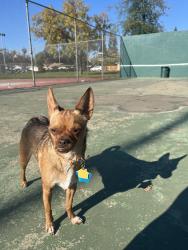 Lost Female Dog last seen Richards Boulevard AMPM or veterans Village apmts, Rancho Cordova, Mather, CA 95655