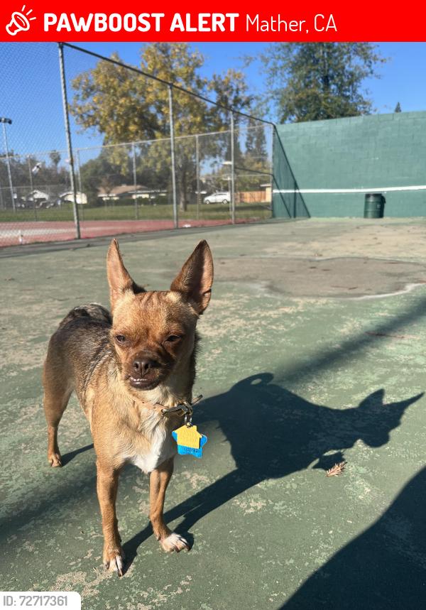 Lost Female Dog last seen Richards Boulevard AMPM or veterans Village apmts, Rancho Cordova, Mather, CA 95655