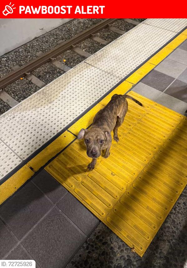 Lost Unknown Dog last seen Firestone  Blvd.and Graham Ave., Florence-Graham, CA 90001