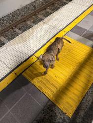 Lost Unknown Dog last seen Firestone  Blvd.and Graham Ave., Florence-Graham, CA 90001