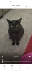 Lost Male Cat last seen Serene and S. Hualapai , Las Vegas, NV 89161