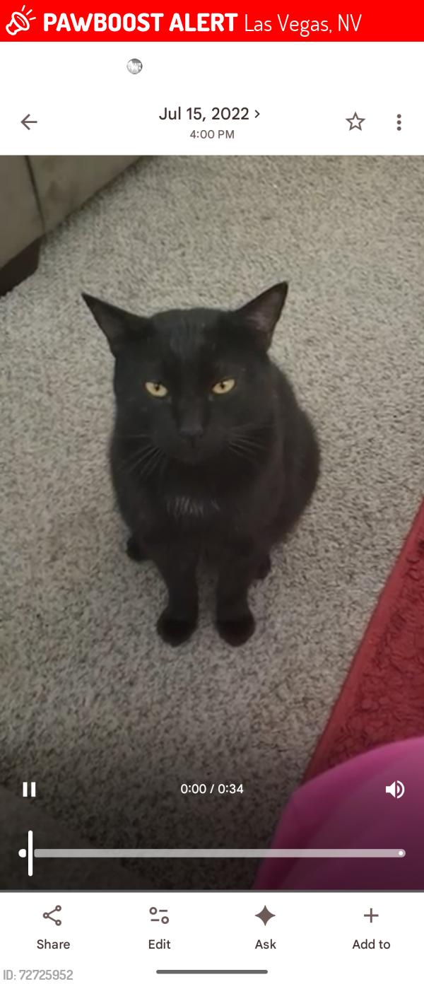 Lost Male Cat last seen Serene and S. Hualapai , Las Vegas, NV 89161