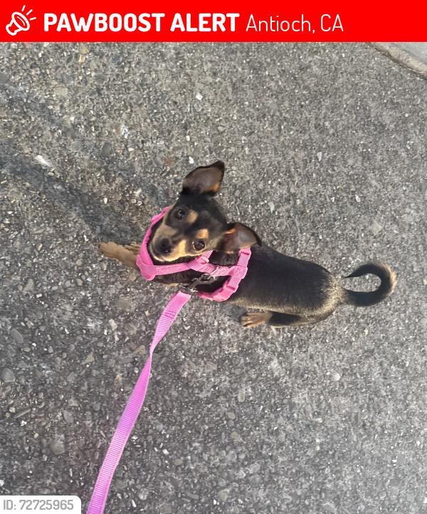 Lost Female Dog last seen Gentry town, Antioch, CA 94509