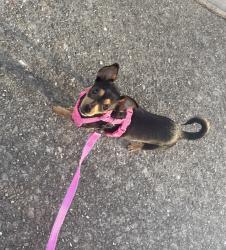 Lost Female Dog last seen Gentry town, Antioch, CA 94509