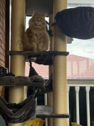 Lost Male Cat last seen North st Mary’s , North Saint Marys, NSW 2760